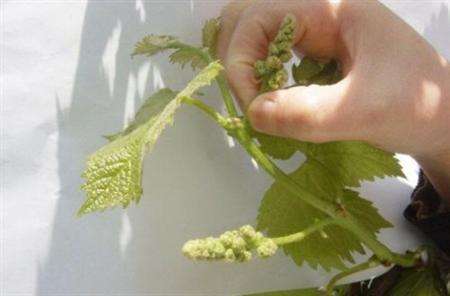 蓝宝石葡萄落花落果严重用什么药,如何防治葡萄落果严重