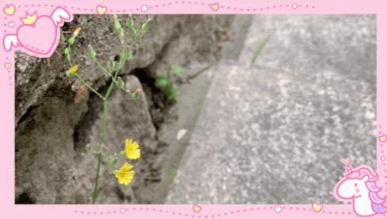 如何简单的做一个vlog手机版,便宜又好用的vlogapp