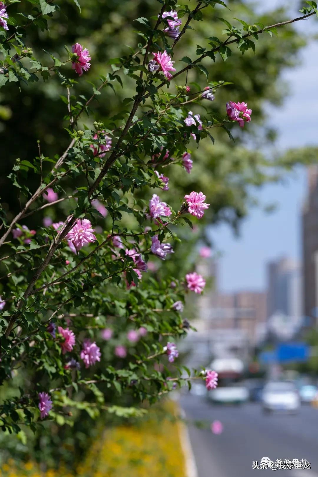 100张照片一百种幸福,100张图片带你去云南