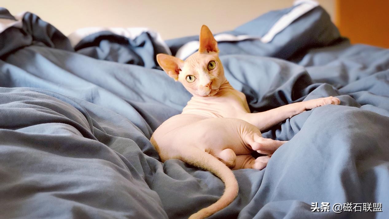 猫咪知识科普养猫攻略,新手养猫需要教些猫咪什么