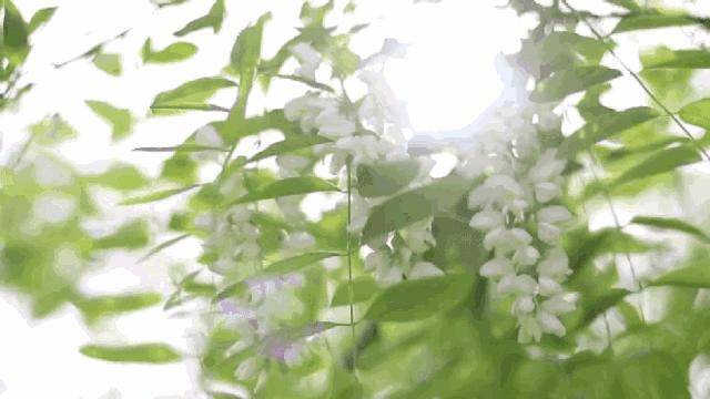 蜂蜜枣花蜜和槐花蜜哪个好,土蜂蜜和槐花蜜哪个比较好