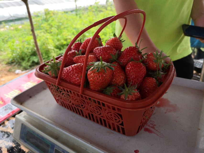 长沙附近摘草莓的地方在哪里,长沙开福区周边摘草莓的地方
