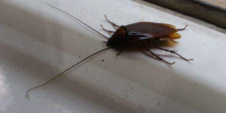 家里有蟑螂怎么才能迅速的消灭掉,家里有蟑螂怎样能彻底消灭掉