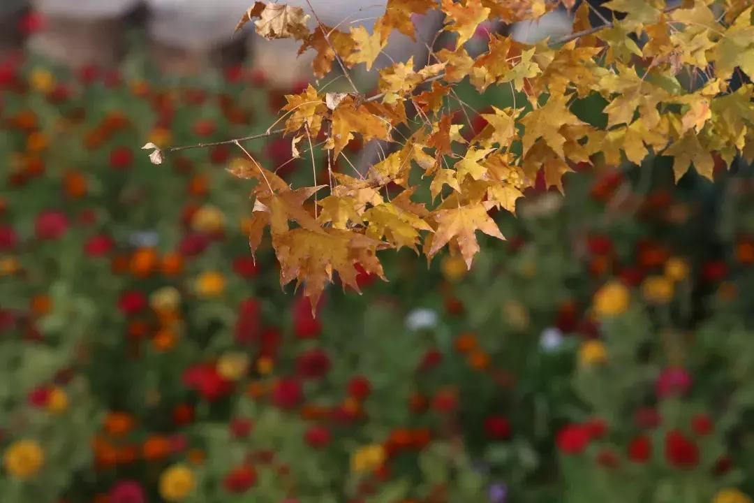 西城新建口袋公园,打造口袋公园绿地