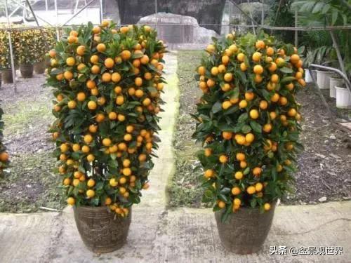 金桔不掉叶怎么办,年前买回盆栽金桔年后怎么种