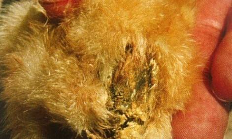 养鸡肠道消化系统图谱讲解,养鸡肠道的调理方法