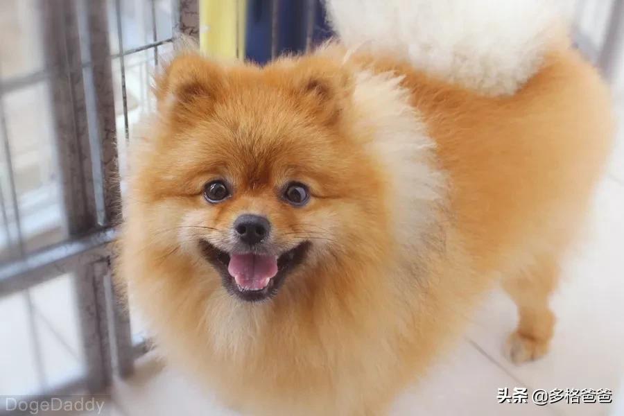 带狗狗回家过年注意事项,过年回家怎么带狗狗回去