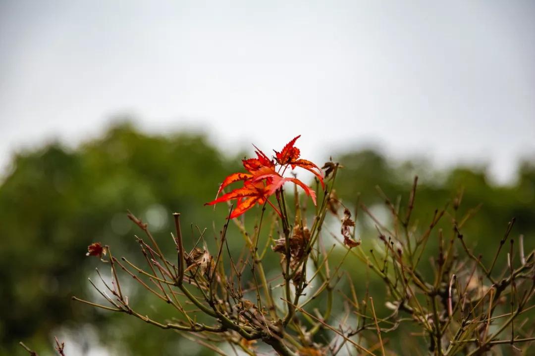 南京腊梅最佳观赏时间,南京赏梅花景点推荐