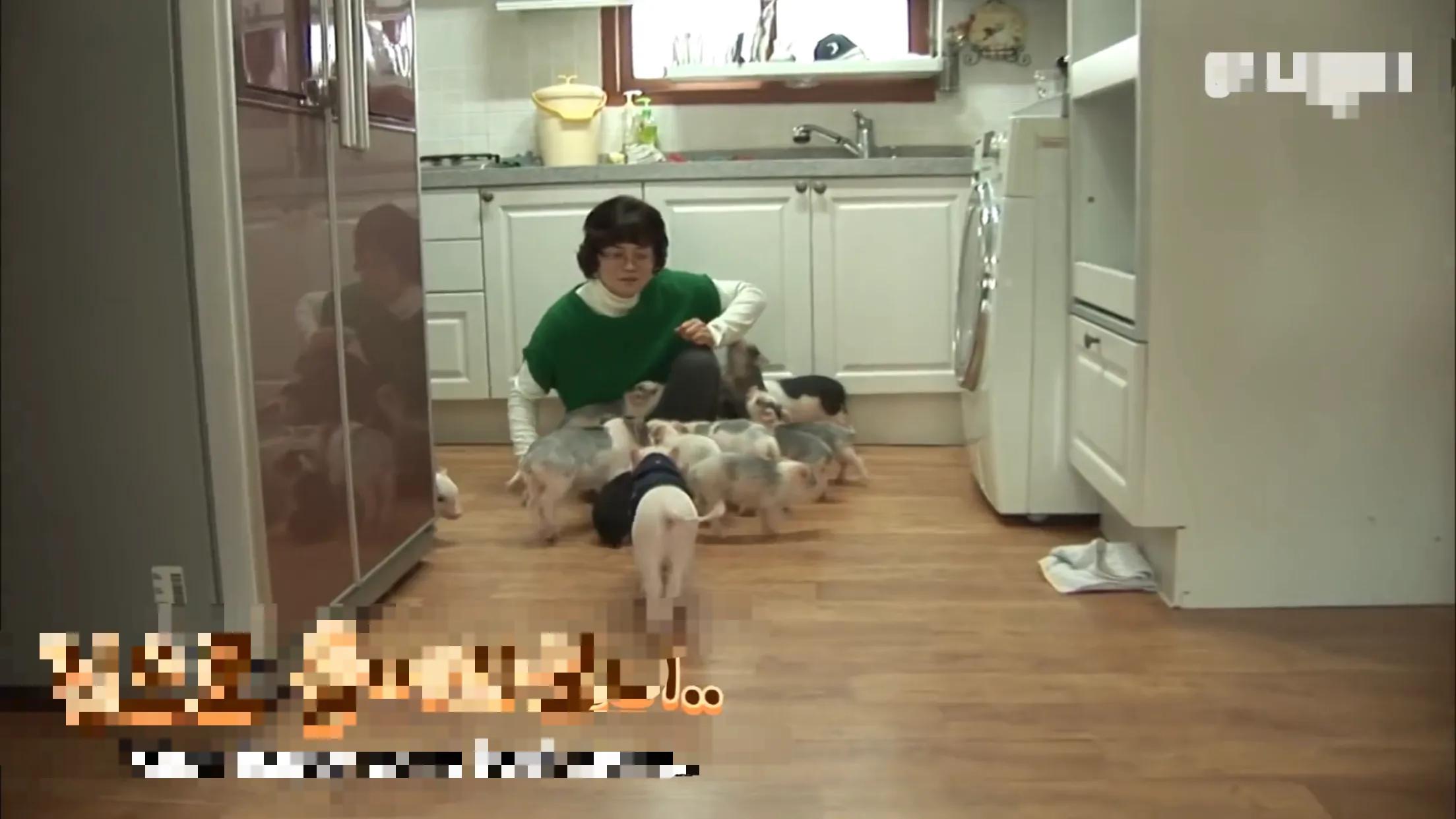 小猪的智商高达多少 (韩国最聪明的小猪)