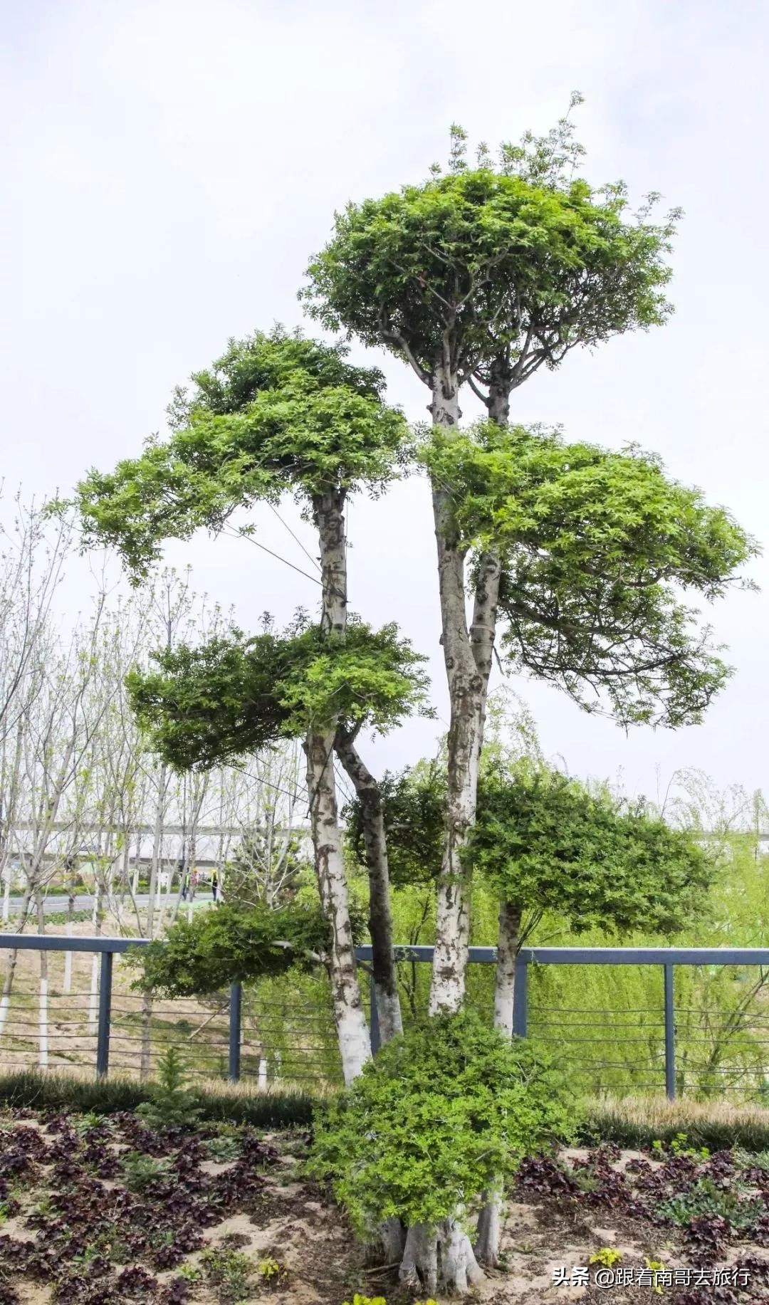 西安附近的公园免费景点推荐,西安公园免费旅游攻略最新