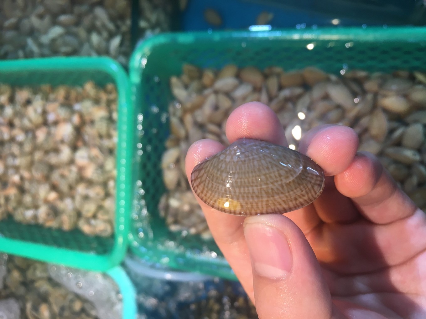 三亚旅游吃海鲜防宰攻略,三亚蜈支洲岛吃海鲜攻略