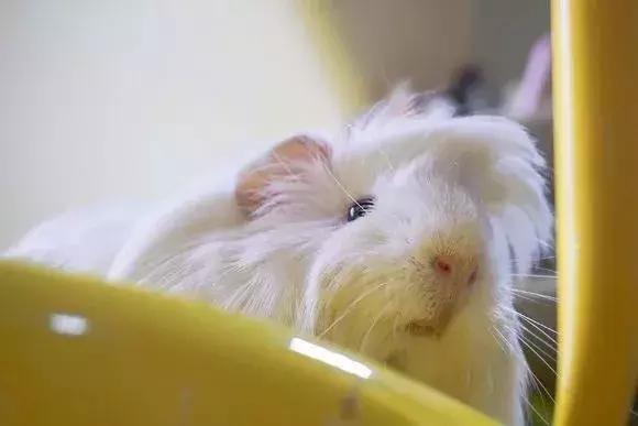 荷兰猪受到惊吓不吃食怎么办,荷兰猪感到不开心的表现