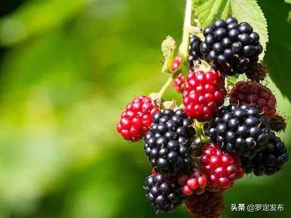 云浮十条乡村旅游精品线路发布,罗定这两条线路入选!