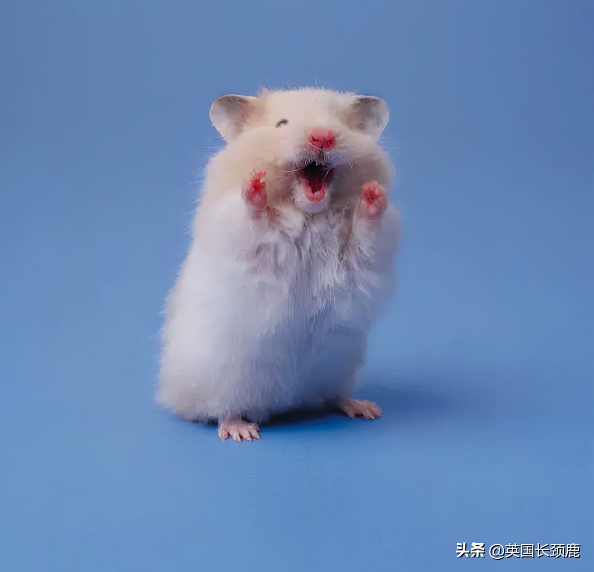 羊驼治愈案例,动物治愈焦虑