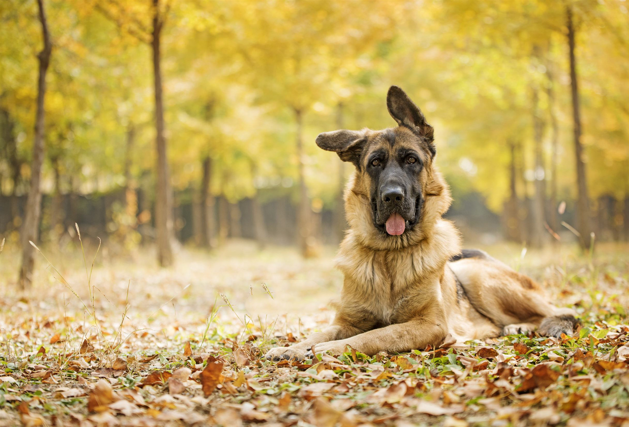 同为警界佼佼者的马犬和德牧，两者之中谁更优秀？