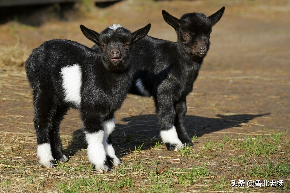 新手养羊如何预防羊病,养羊常见病治疗大全