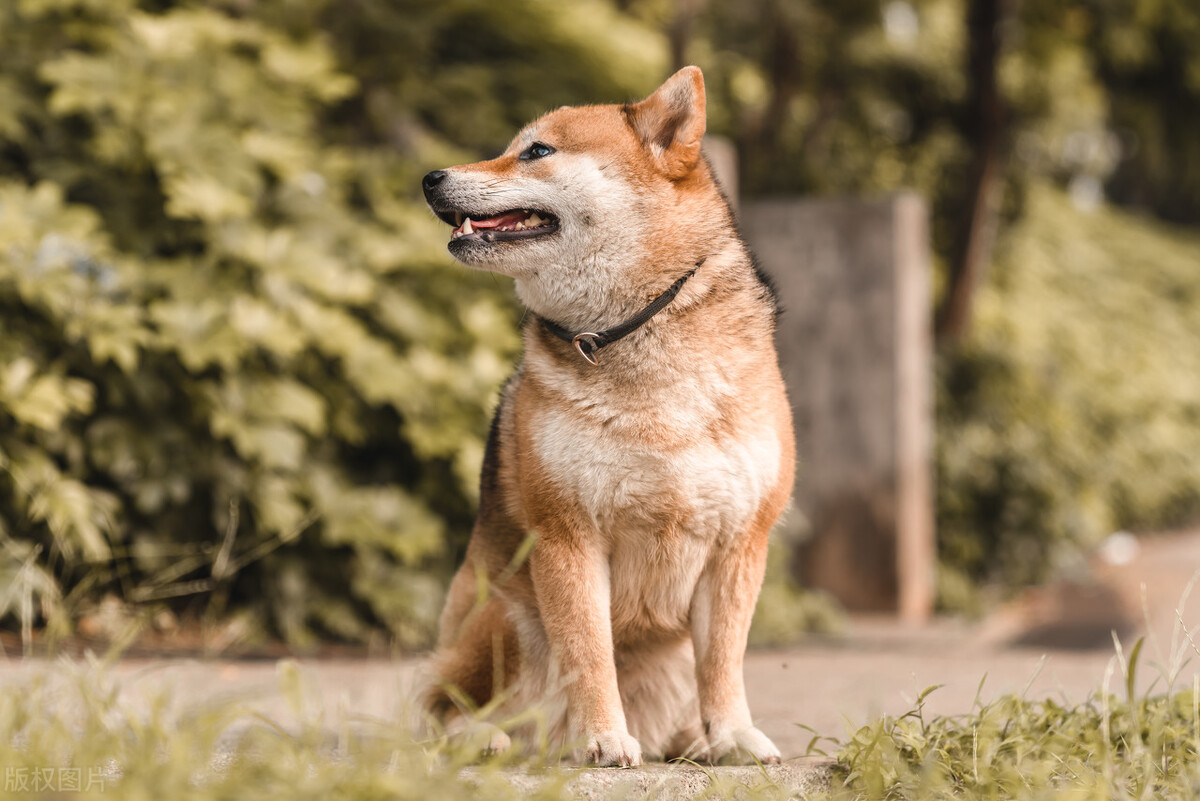 狗狗拉肚子带血治病多少钱,狗狗拉肚子带一点点血