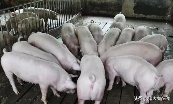 猪场选猪诀窍,猪场怎么挑选屠宰猪