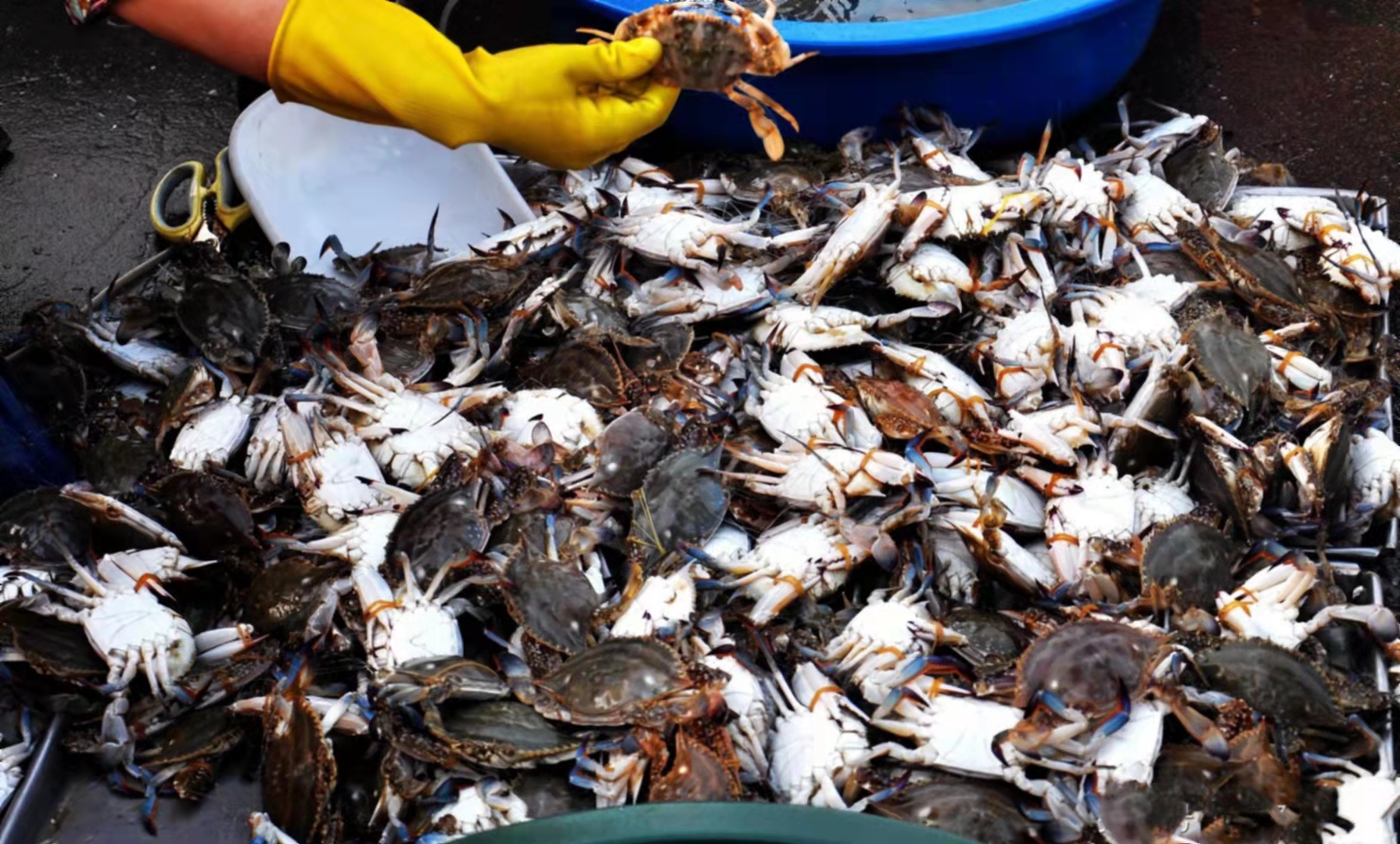 怎么挑选螃蟹肥不肥,怎样挑选螃蟹的肥度