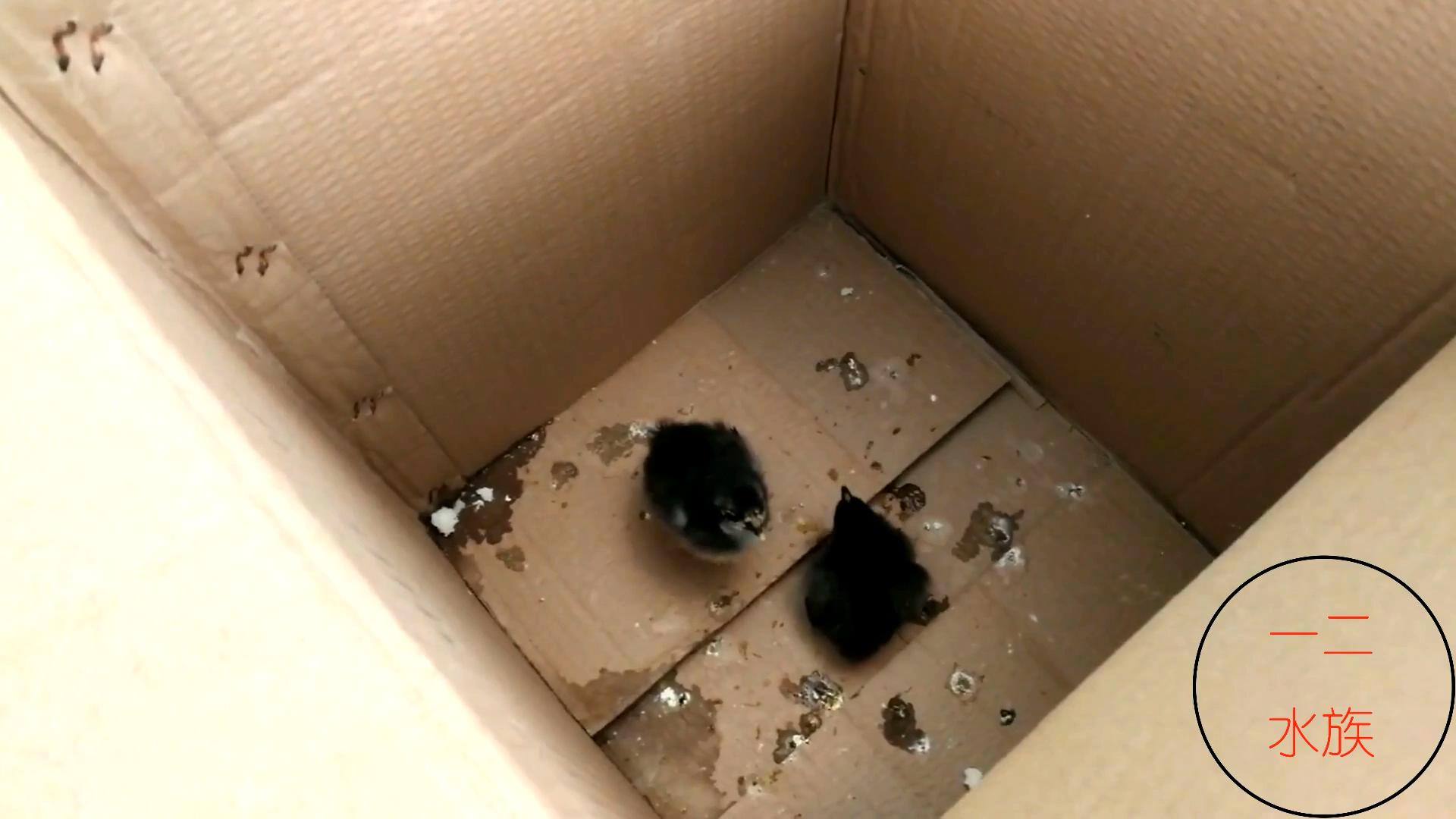 邯郸观赏锦鲤鱼渔场,邯郸丛台池塘锦鲤