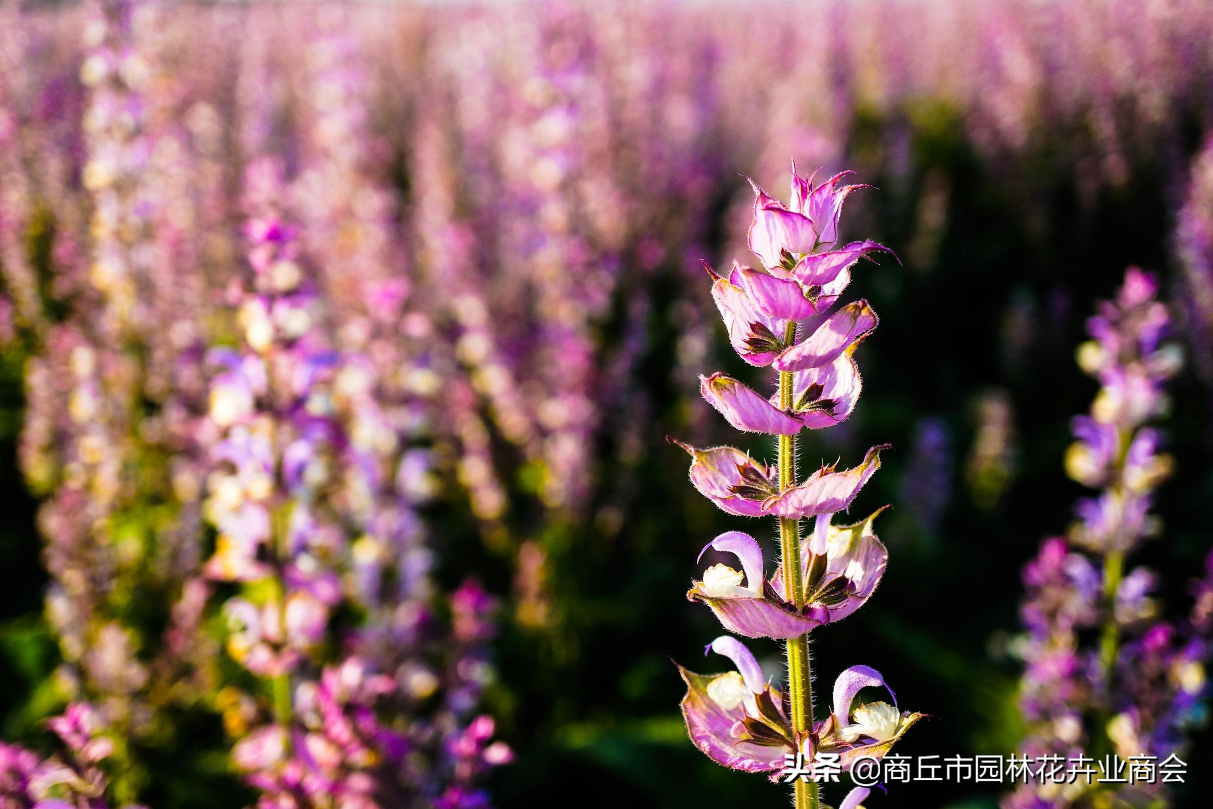 香草植物哪个最好闻,香草味道大的植物