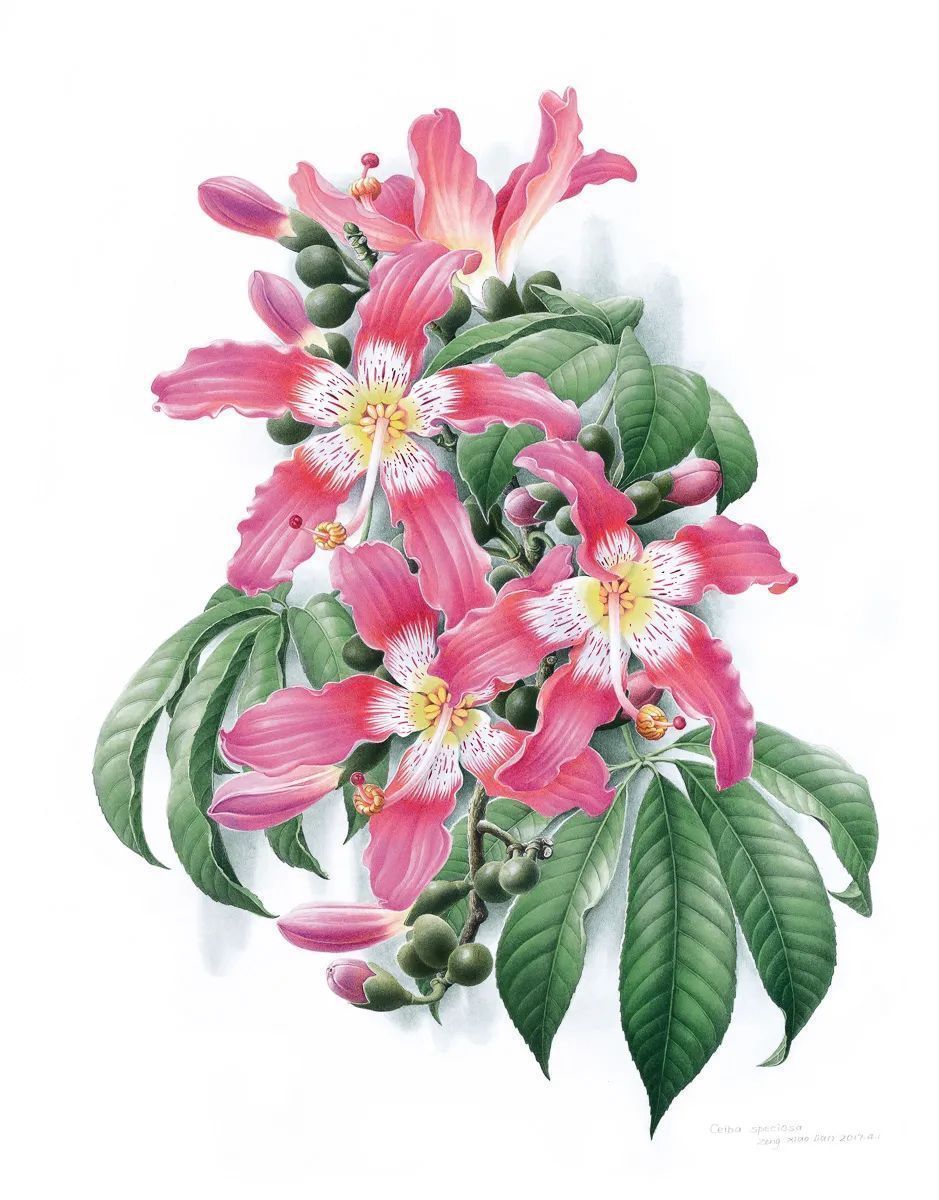 濒危稀有植物绘画,八大濒危珍稀植物