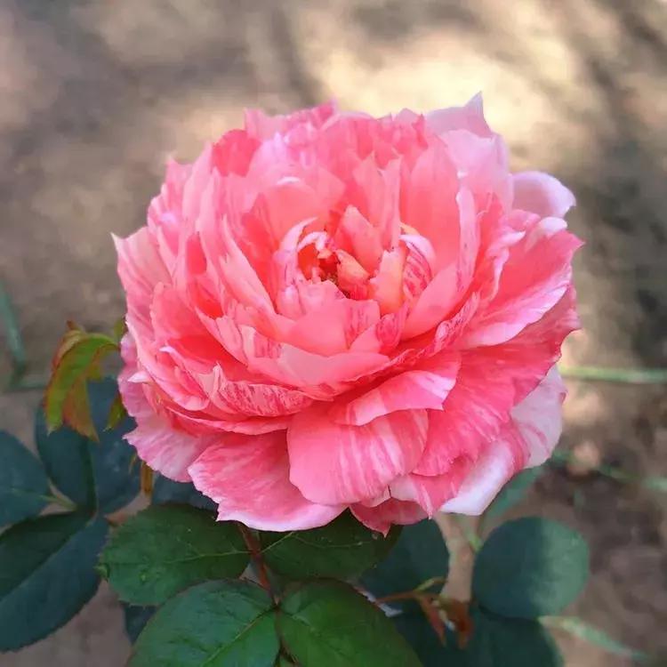 20种必买月季品种图片,网购月季有哪些品种好活