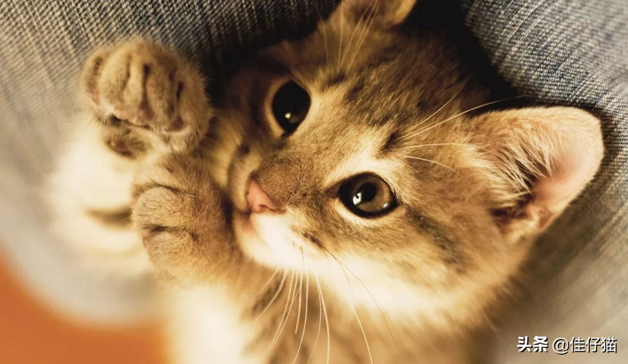 成年猫咪就咬人如何纠正,猫咪爱咬人怎么办教你三招