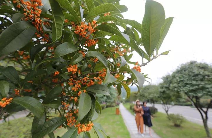 永嘉县楠江中学计划迁建什么位置,永嘉县楠江中学新建在哪里