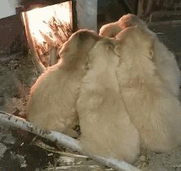 养狗后需要什么条件,养狗之后容易患上这几种病