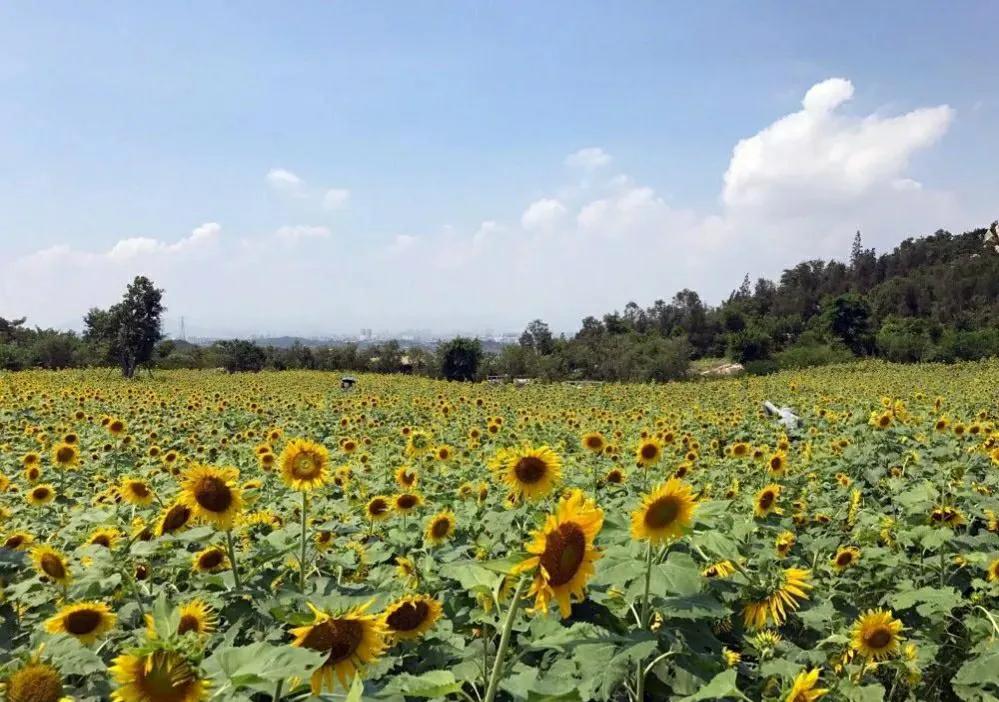 厦门香山有什么风景,厦门翔安必去8个景点香山