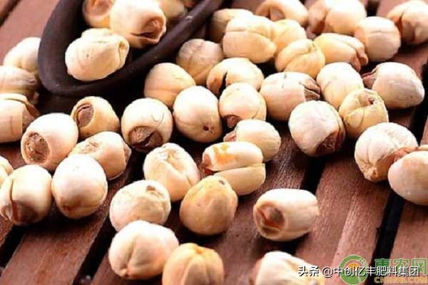 莲子怎么种才能长得更好,莲子怎么种