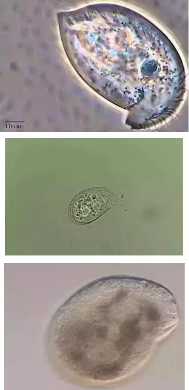 鱼类寄生虫有哪些,鱼类寄生虫的科普知识