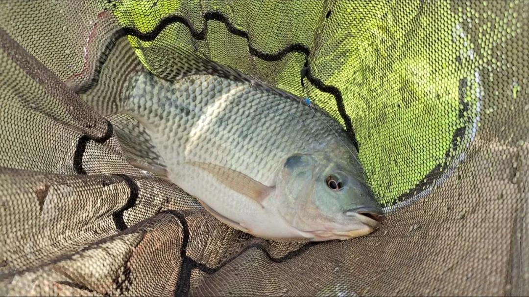 这6种“伤人鱼”是最伤人的,很多钓友被刺过,钓到要注意了