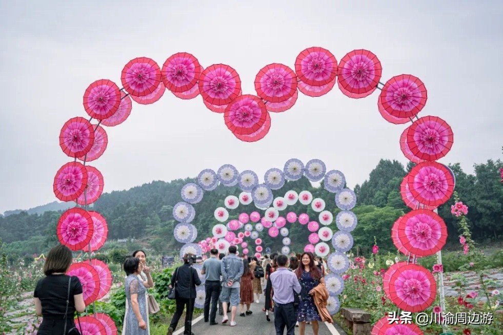芙蓉千亩花海,芙蓉花花海