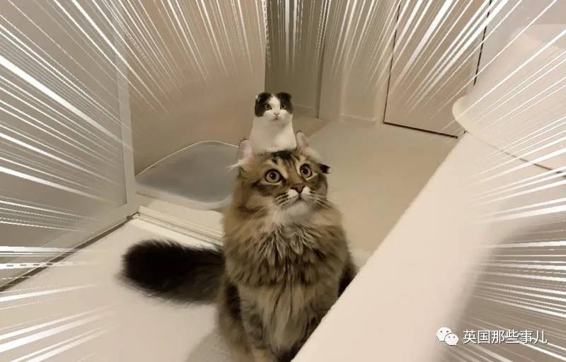 猫咪表情包喵星人,一组有故事的喵星人表情包