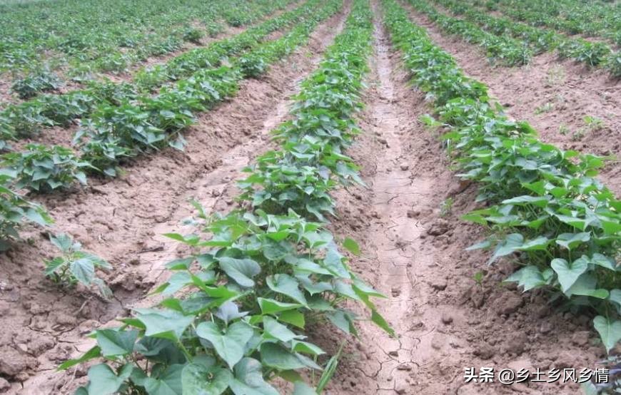 亩产万斤红薯的高产方法,一亩红薯高产技术
