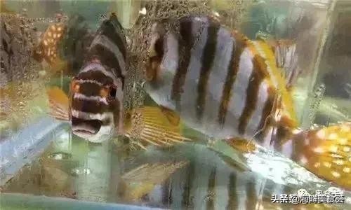 深圳常见的海鱼有哪些,新鲜海鱼有点小贵