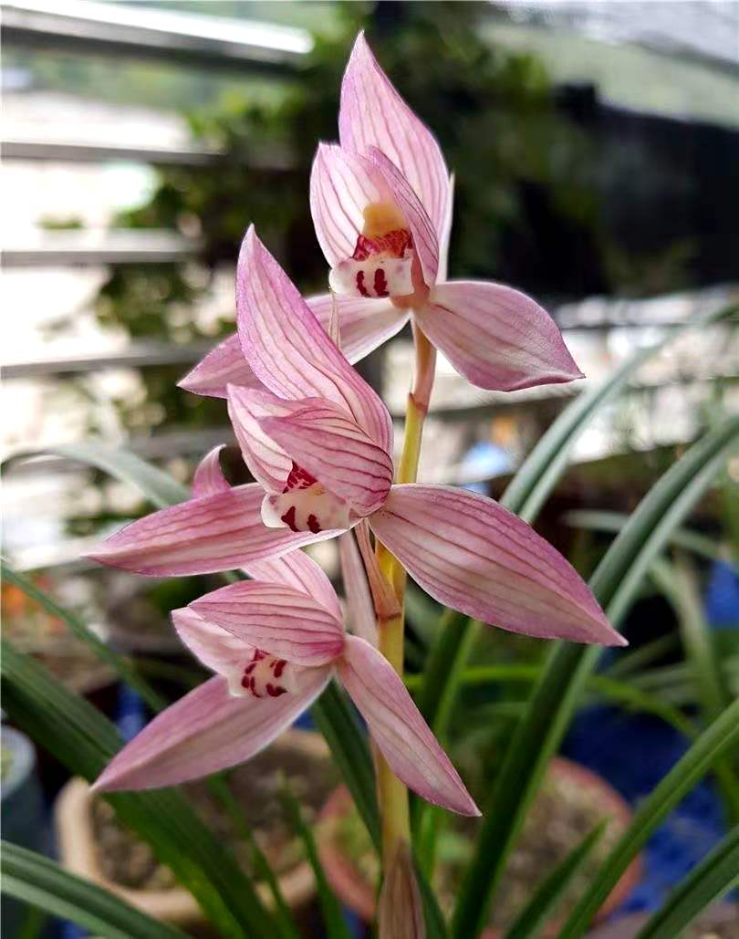 曾经的天价兰花你知道几种,哪些品种的兰花曾是天价