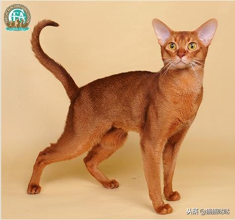 养猫新手买猫注意什么,新手养猫和买猫的注意事项