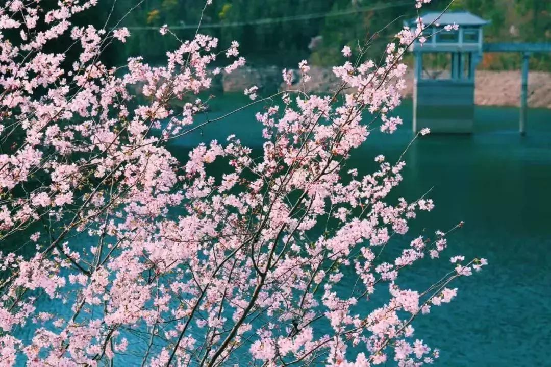 浙江11个地方樱花烂漫，千亩粉色天堂美到开挂，不输日本东京