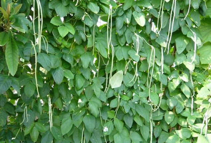 豆角只开花不结荚怎么管理,豆角叶子茂盛不爬蔓怎么回事