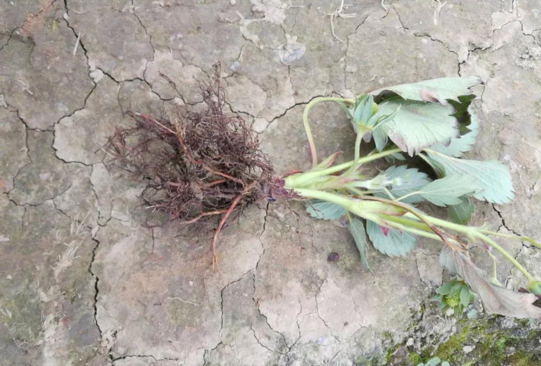 解决各种果树难座果,果树根茎腐病特效药配方