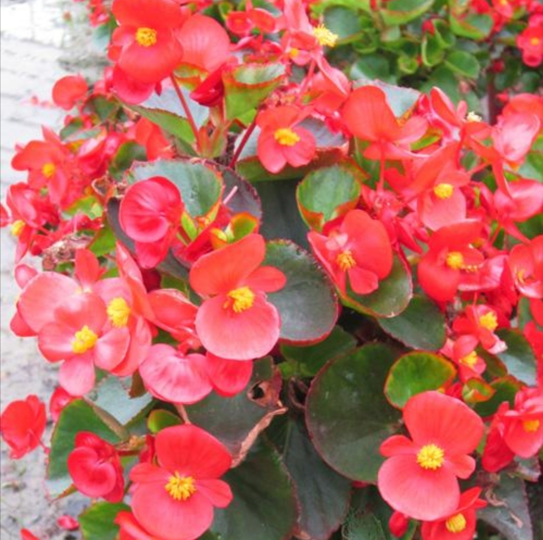 四季海棠花一年四季都能开花吗,刚栽开花的四季海棠怎么剪枝