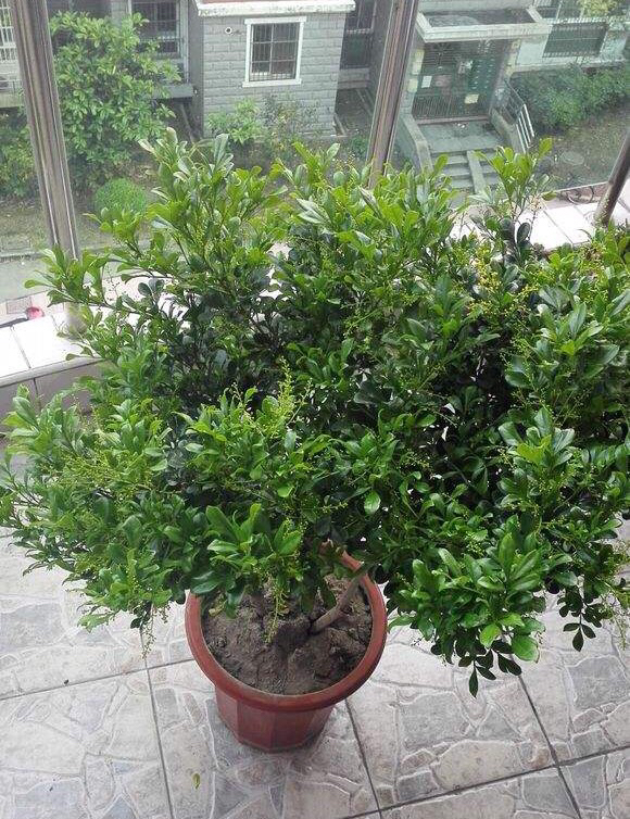 米兰花盆栽的养殖方法图解,怎么养好米兰花盆栽