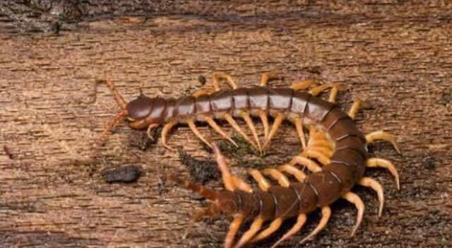 最毒的蜈蚣品种,蜈蚣最毒的是什么品种