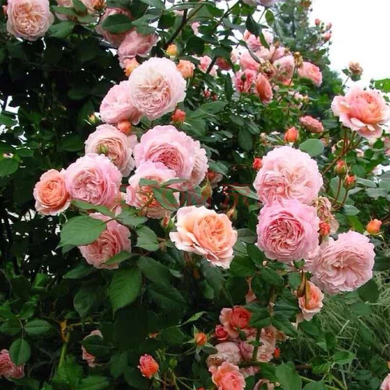 无刺四季开花藤本月季品种有哪些,耐热又耐寒的藤本月季有哪些品种