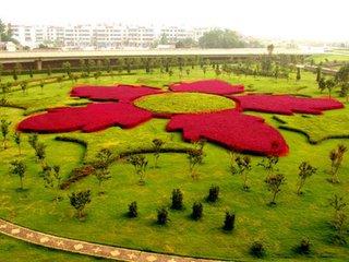红花檵木盆景的鉴赏与制作管理,红花木槿造景