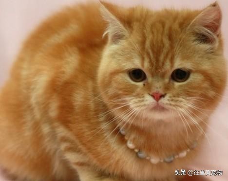 英国短毛猫银渐层图片大全,金渐层猫咪是短毛猫吗