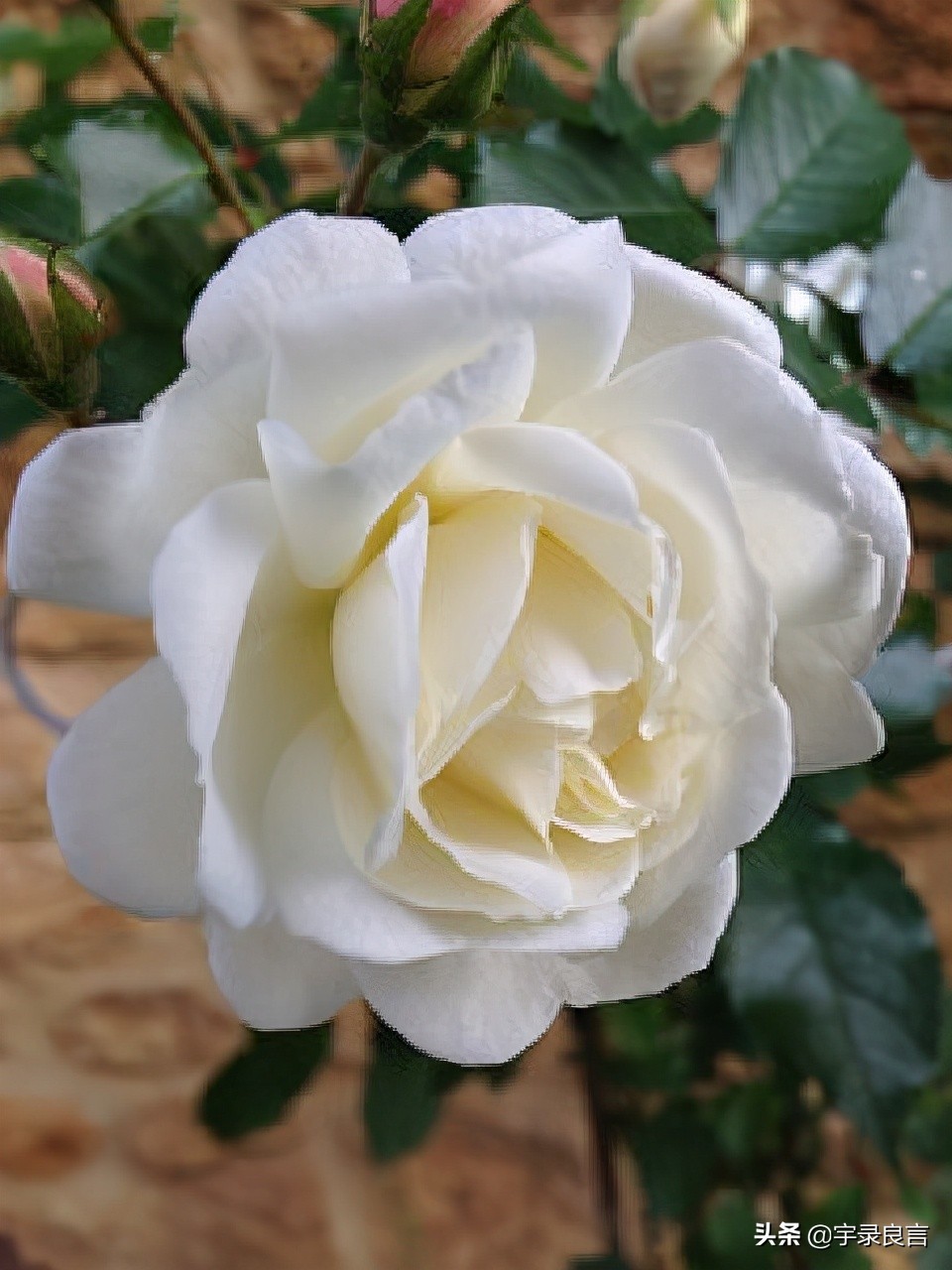 哲理短句精辟入骨,15条精辟入骨的句子